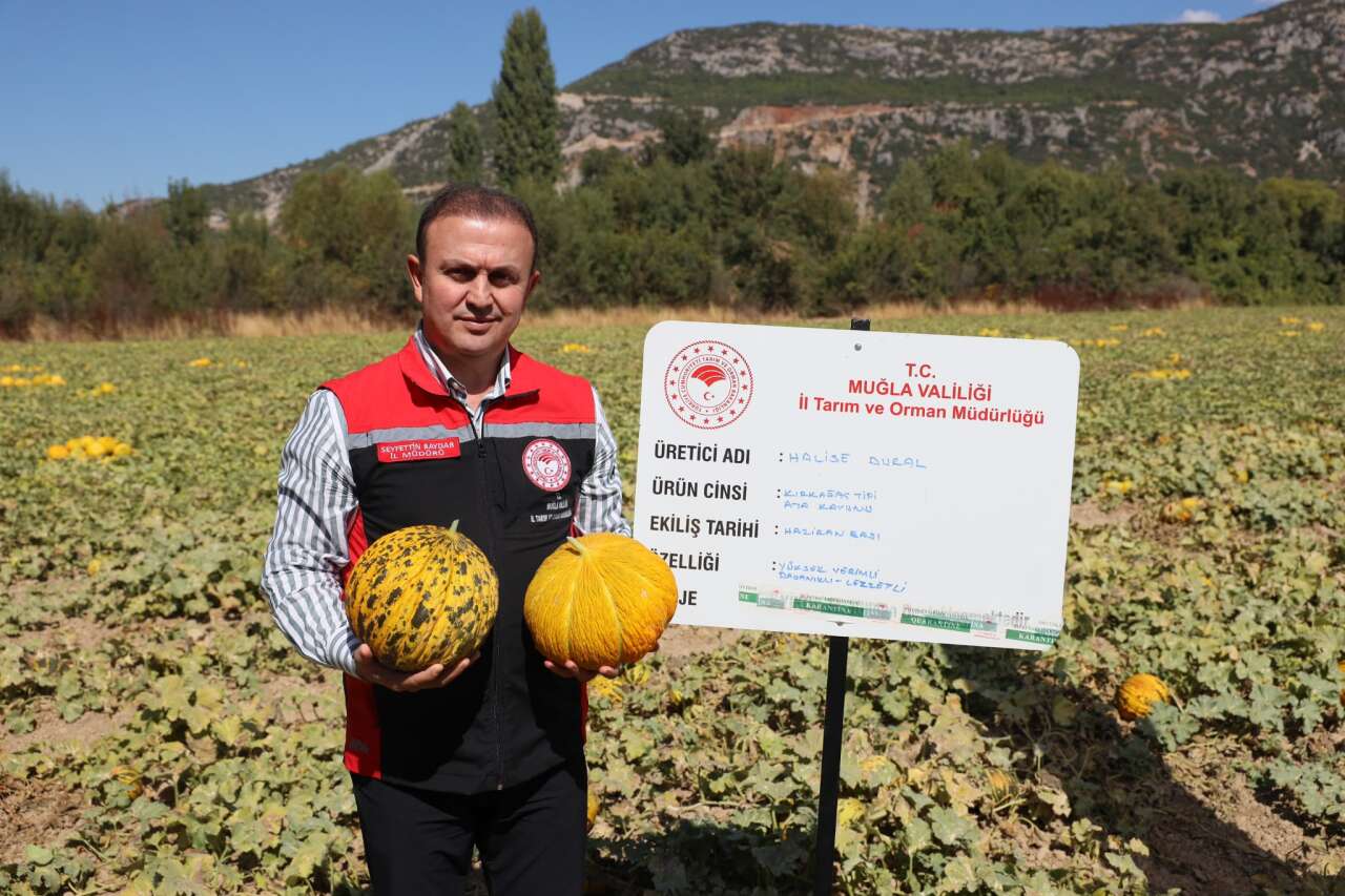 Menteşe’de Ata Tohumları ve Yayla Kavununda Hasat Zamanı 7